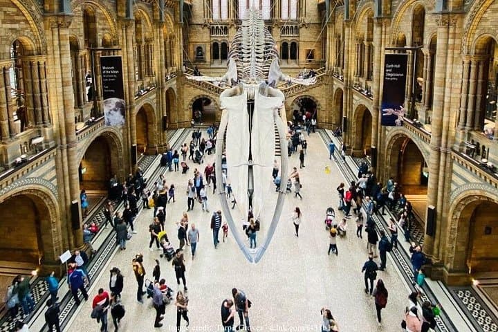 The Natural History Museum of London: Private Half-Day Tour