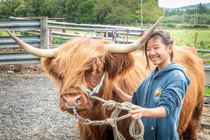 Highland Cow