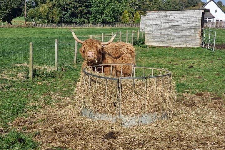 highland