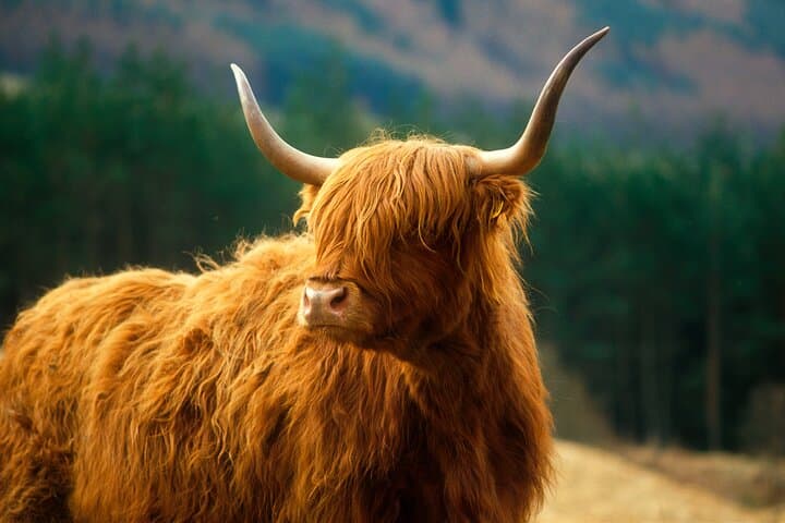 HIgland Coos