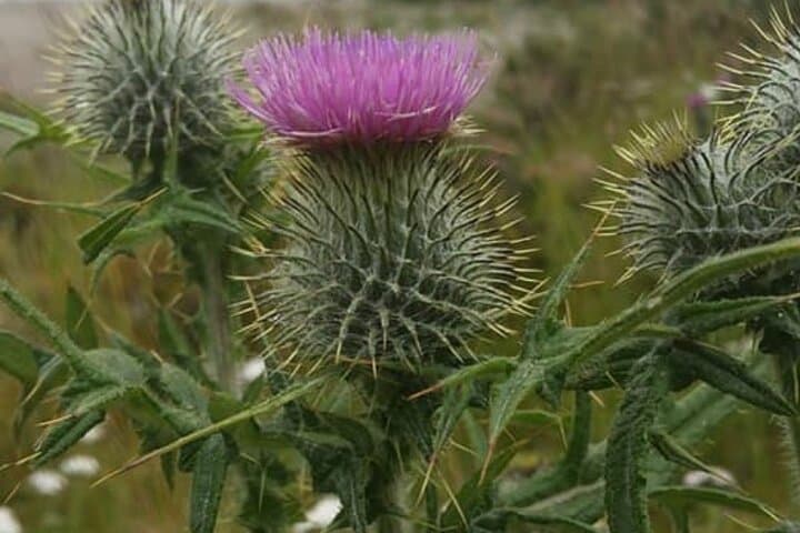 Private Tour of Scottish Highlands the Battle of Culloden