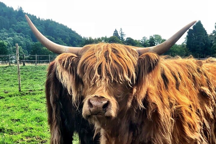 Private Tour of Scottish Highlands the Battle of Culloden