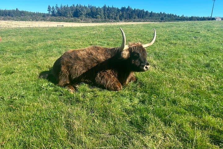 A ‘Hairy Coo’