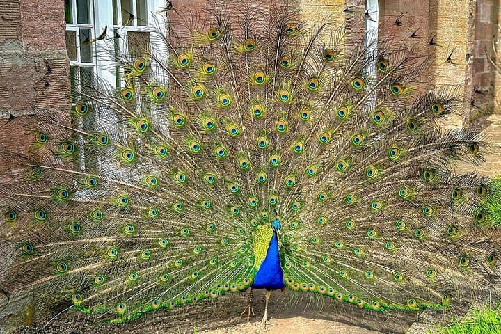 Scone Palace Peacock Scotland