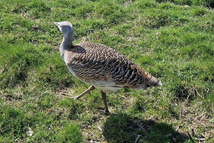 "Gertie" the great busted, a frequent visitor to Stonehenge.