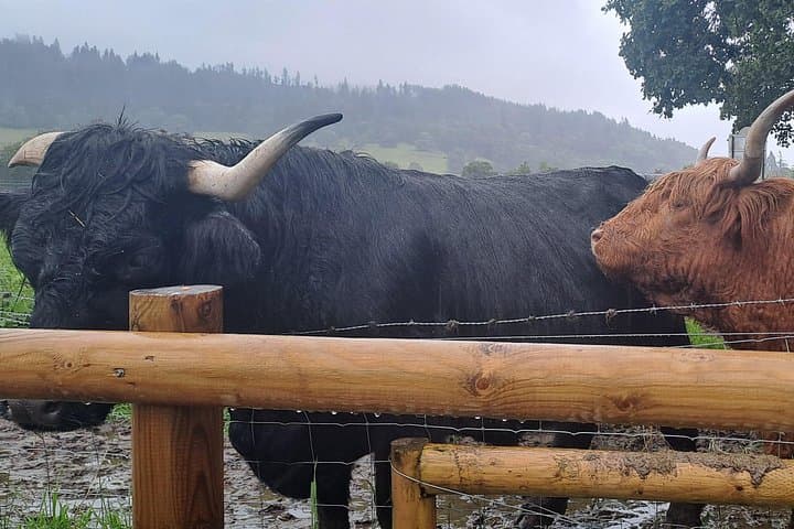 Highland Cattle