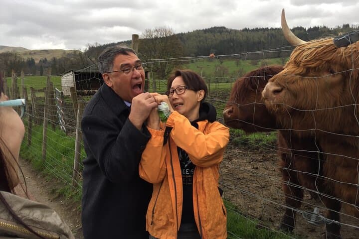 Feeding the hairy coos