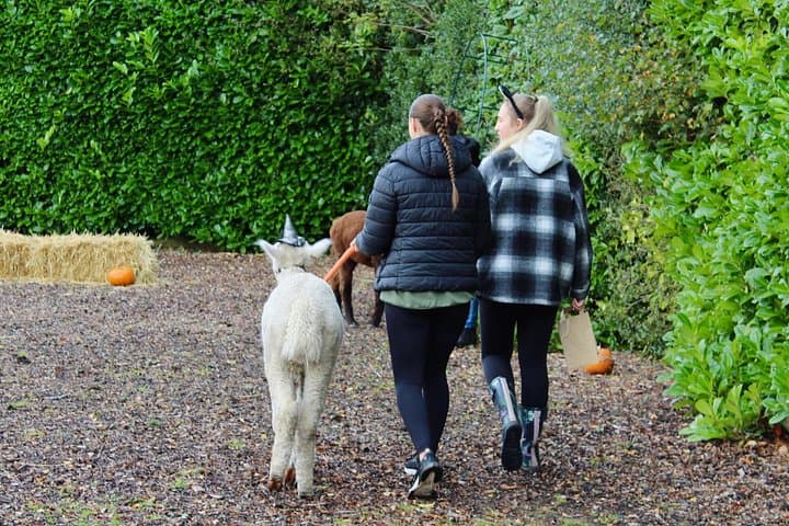 Halloween Pumpkin Patch and Alpaca Adventure