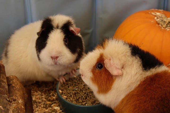 Halloween Pumpkin Patch and Alpaca Adventure