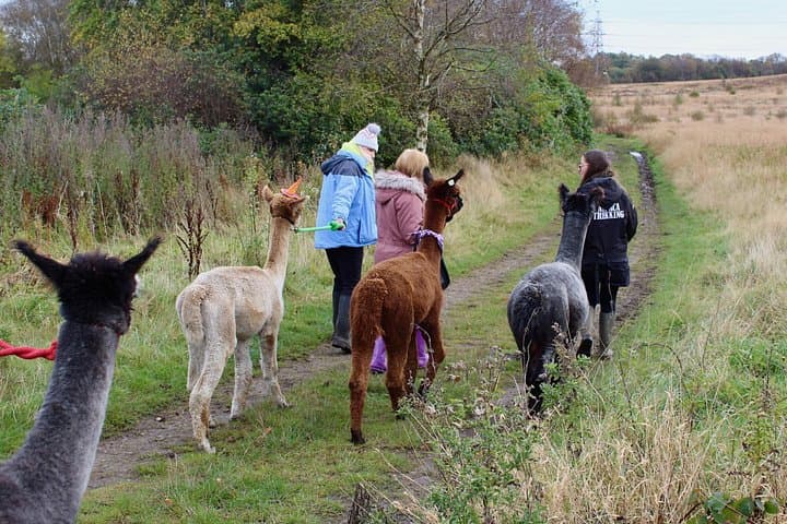 Halloween Pumpkin Patch and Alpaca Adventure
