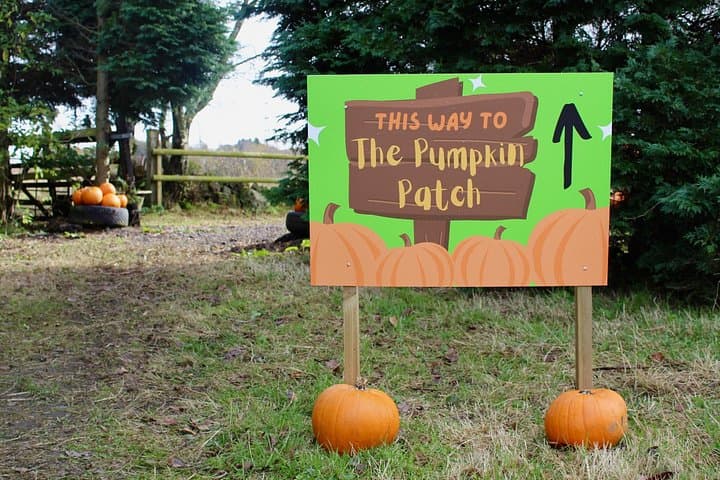 Halloween Pumpkin Patch and Alpaca Adventure