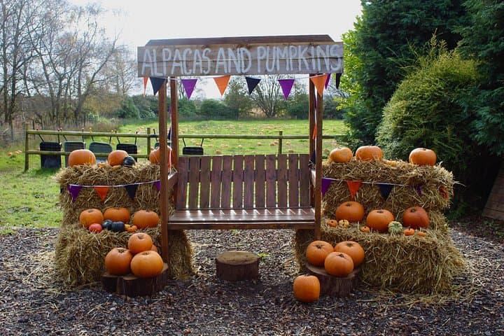Halloween Pumpkin Patch and Alpaca Adventure
