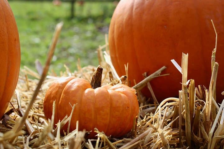 Halloween Pumpkin Patch and Alpaca Adventure