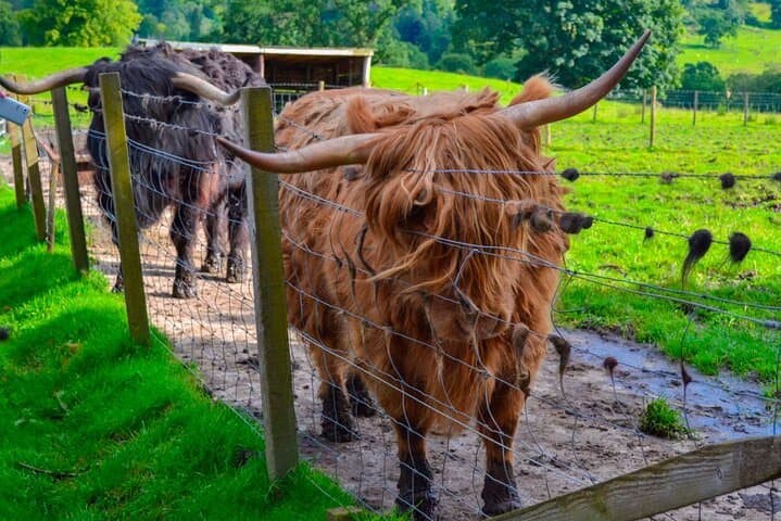 Highland Hairy Cows