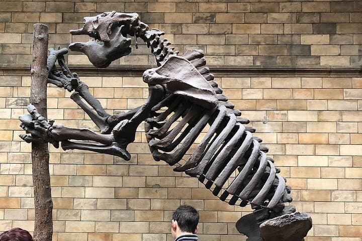 Giant Land Sloth