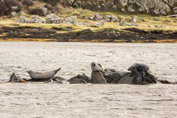 Seal Sighting