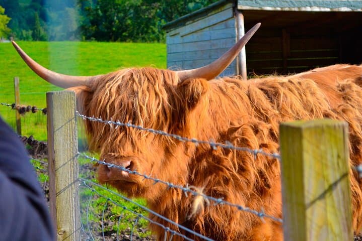 Highland Cow