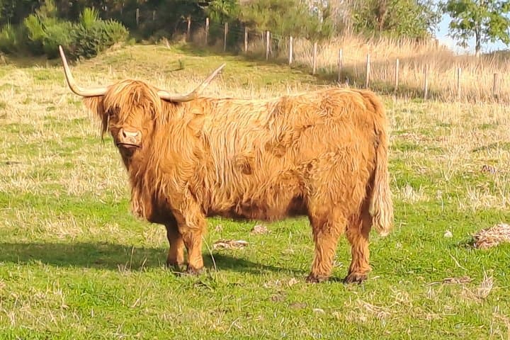Highland Cow