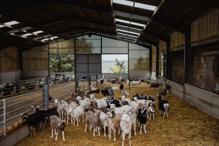 Working Farm Tour at Errington Cheese
