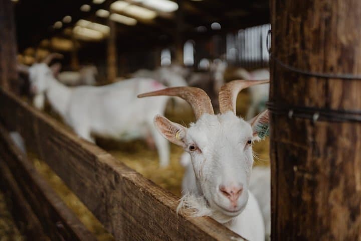 Working Farm Tour at Errington Cheese