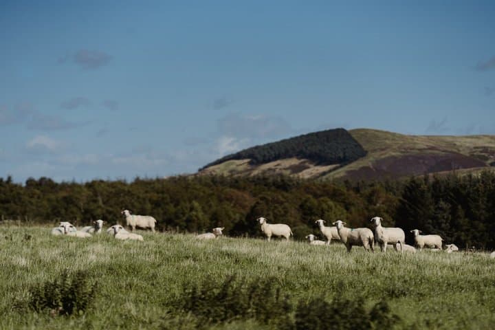 Working Farm Tour at Errington Cheese