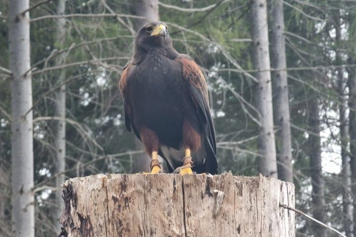 Private Woodland Hawk Experience Inverness