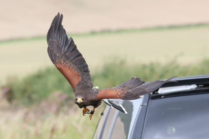 Private Woodland Hawk Experience Inverness