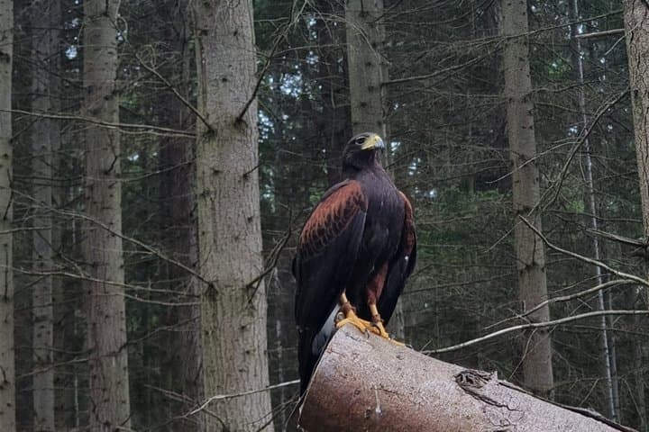 Private Woodland Hawk Experience Inverness